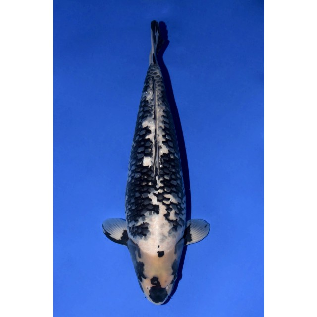 211120-025 松川化け(Matsukawabake) 61cm メス(female) 4歳(4sai) - Tani Koi Online  Auctions タニネットオークション