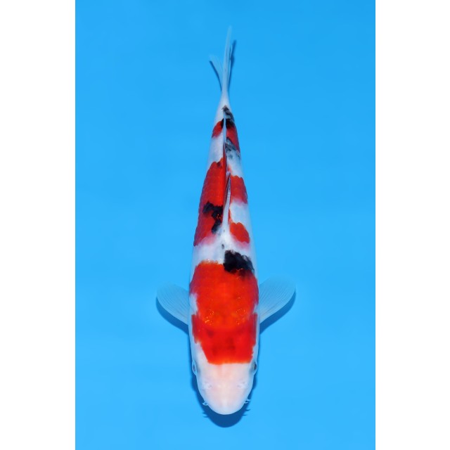 260302-021 260302-021